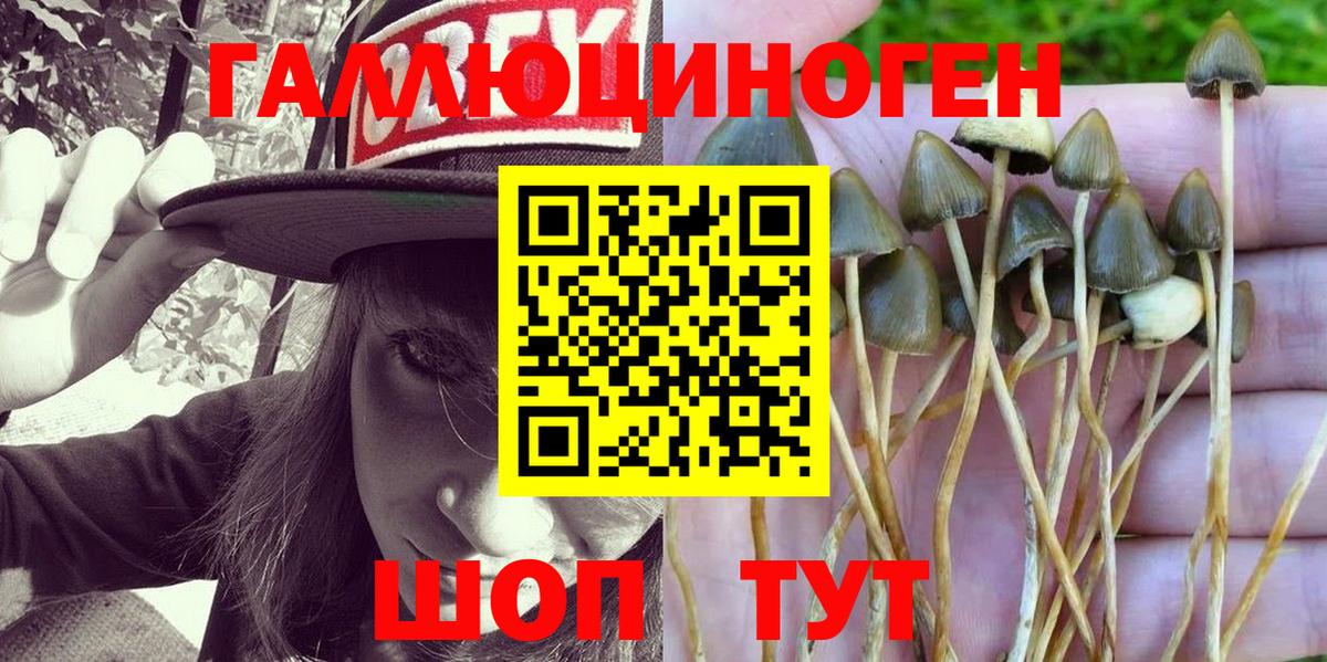 Галлюциногенные грибы Psilocybe Гусь-Хрустальный